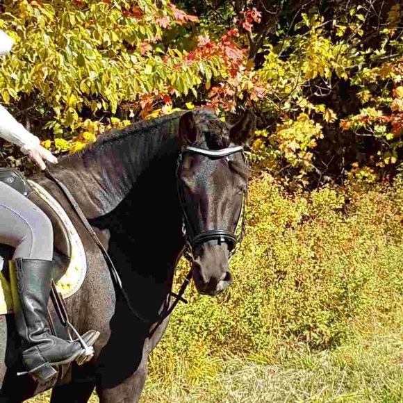 Meet your Posher, Yzabelle - Picture 1 of 1